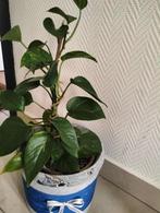 pothos met hand gemakte potdecoratie, Enlèvement