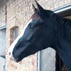 3 knappe jonge dressuurmerries, Dieren en Toebehoren, Paarden, Zadelmak