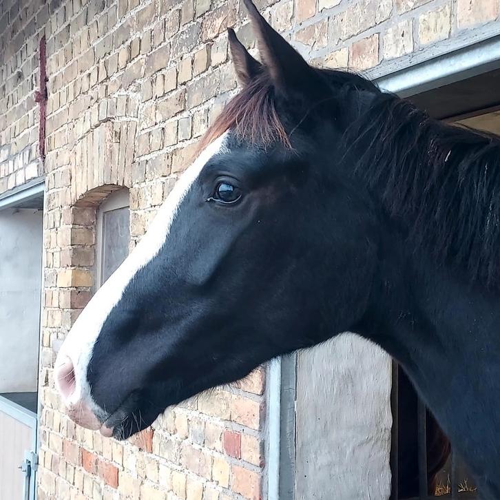 3 knappe jonge dressuurmerries, Dieren en Toebehoren, Paarden, Zadelmak
