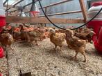 Biologische vleeskippen, Dieren en Toebehoren, Meerdere dieren, Kip