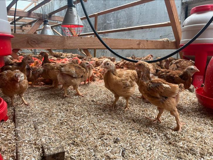 Biologische vleeskippen, Dieren en Toebehoren, Pluimvee, Kip, Meerdere dieren