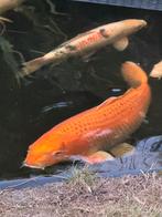Koi benigoi 85 cm, Karper of Koi