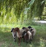 Lammetjes ram 3 maand oud, Meerdere dieren, Schaap, 0 tot 2 jaar