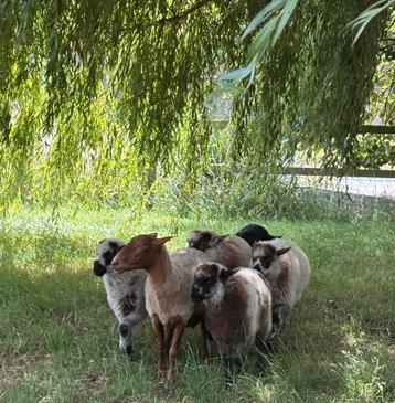 Lammetjes ram 3 maand oud, Plusieurs animaux, Mouton, 0 à 2 ans
