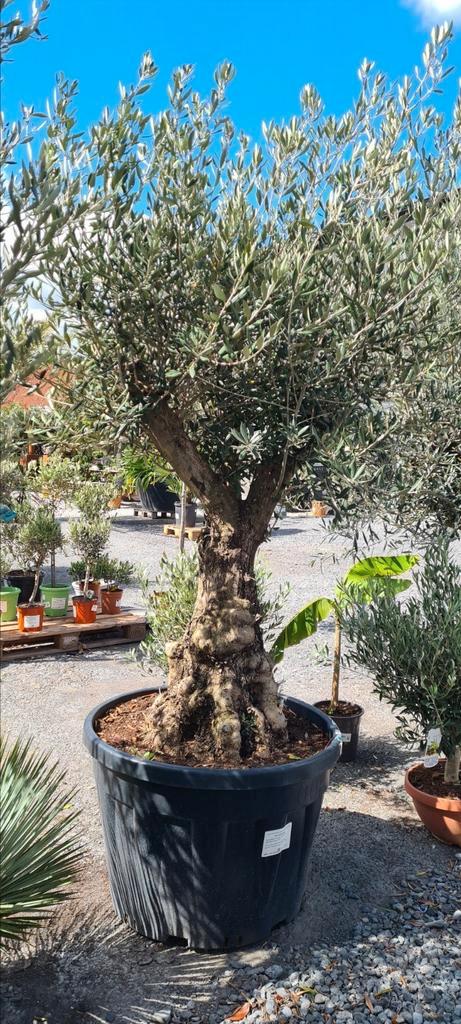Olijfboom Olea Europaea Bonsai, Tuin en Terras, Planten | Bomen, Olijfboom, Ophalen