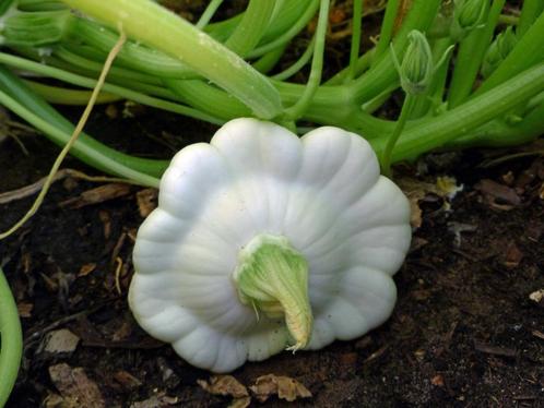 Planten Patisson Wit & Geel, Tuin en Terras, Planten | Tuinplanten, Eenjarig, Groenteplanten, Halfschaduw, Zomer, Ophalen