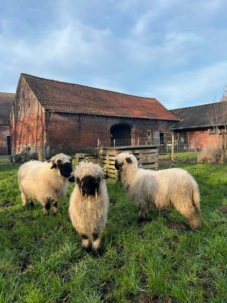 Kudde walliser ooien., Animaux & Accessoires, Moutons, Chèvres & Cochons, Mouton, Femelle, 0 à 2 ans