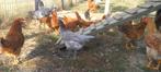 5 Jonge legkippen en bruine haan, Dieren en Toebehoren, Pluimvee