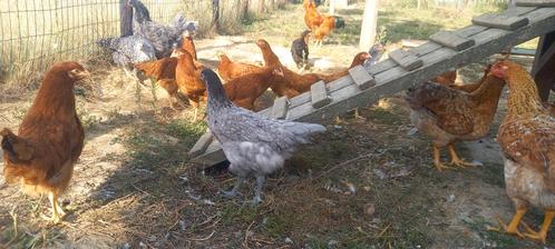 5 Jonge legkippen en bruine haan, Dieren en Toebehoren, Pluimvee