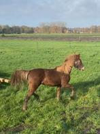 mooie 2 jarige morgan horse, Non dressé, Poney de récréation, Hongre, Poney D (1.37 m à 1.48m)