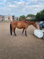 19 jarige drachtige fokmerrie, Animaux & Accessoires, Chevaux, Z