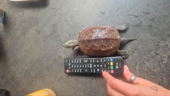 Chinese driekielschildpad, Dieren en Toebehoren, Reptielen en Amfibieën, Met terrarium