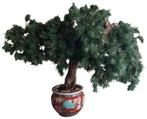 Grote kunstplant/miniboom/spar/bonsai, Ophalen, Gebruikt, Binnen