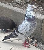 Heel mooi...kwaliteit 100%, Dieren en Toebehoren, Vogels | Duiven