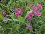 Pronkerwt, Tuin en Terras, Ophalen