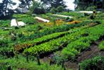 Cherche terre agricole/jardin pour légumes Region Bruxelles, Enlèvement, Landbouw