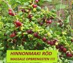 Kruisbessen Struiken "Hinnonmaki Röd" 4€/stuk, 5 voor 18€, Volle zon, Vaste plant, Ophalen of Verzenden, Fruitplanten