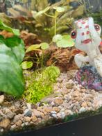 GRATIS ️guppy's, Dieren en Toebehoren