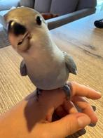Handtamme dwergpapegaai, Dieren en Toebehoren, Vrouwelijk, Dwergpapegaai of Agapornis, Tam