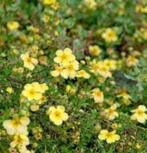 Potentilla fruticosa ""primrose beauty" (struikganzerik), Ophalen