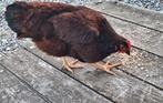 Rhode island red rashen, Dieren en Toebehoren, Pluimvee