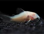 6 Albino corydoras van 2 a 3 cm, Animaux & Accessoires
