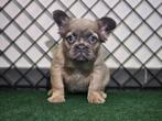 Bouledogue francais Fluffy, België, Fokker | Hobbymatig, CDV (hondenziekte), 8 tot 15 weken