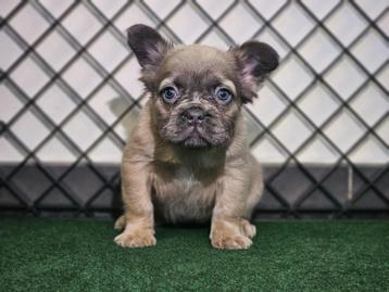 Bouledogue francais Fluffy, 8 à 15 semaines, Bouledogue, Plusieurs, Éleveur | Loisir