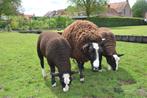 mooie zwartbles dekrammen, Animaux & Accessoires, Moutons, Chèvres & Cochons, Mouton, Mâle, 0 à 2 ans