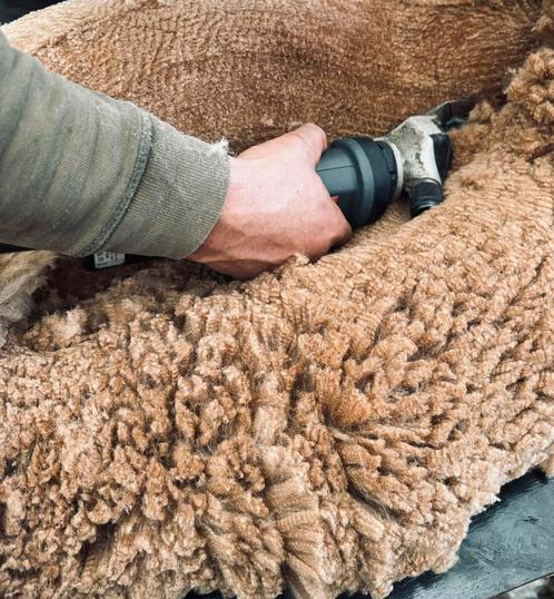 Scheren van alpaca’s, Dieren en Toebehoren, Overige Dieren