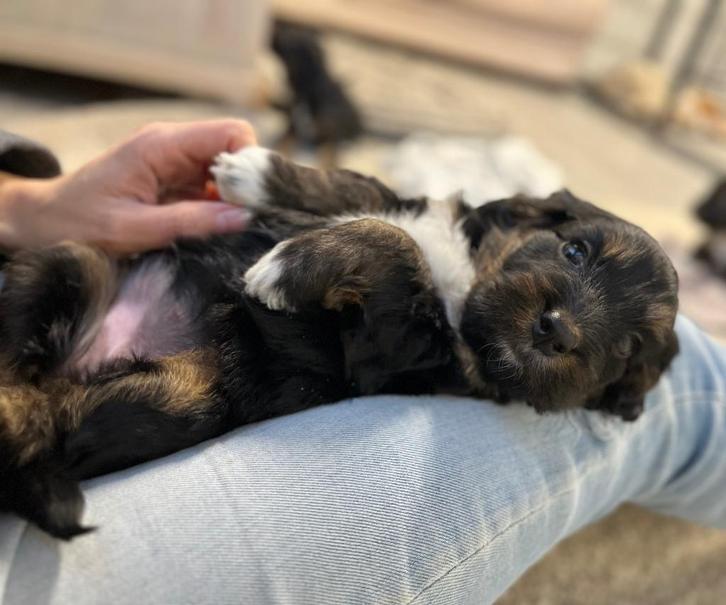 Cockapoo pups (Engelse cocker x Dwergpoedel), Dieren en Toebehoren, Honden | Chihuahua's en Gezelschapshonden, Meerdere dieren