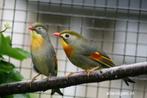 Japanse nachtegaal 2023, Meerdere dieren, Tropenvogel, Geringd