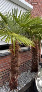 2x Trachycarpus Fortunei palmboom, Tuin en Terras, Planten | Bomen, Ophalen, Palmboom