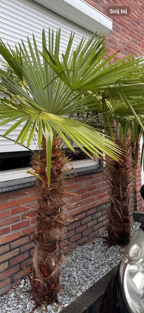 2x Trachycarpus Fortunei palmboom, Tuin en Terras, Planten | Bomen, Palmboom, Ophalen