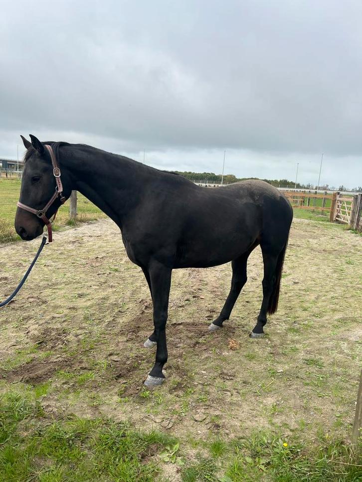 5 jarige KWPN ruin dressuur Bordeaux x Jazz, Dieren en Toebehoren, Paarden, Ruin, Zadelmak, 165 tot 170 cm, 3 tot 6 jaar, Dressuurpaard
