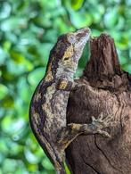 Gargoyle gekko/Rhacodactylus auriculatus, Dieren en Toebehoren, Reptielen en Amfibieën, Hagedis, Tam, 0 tot 2 jaar