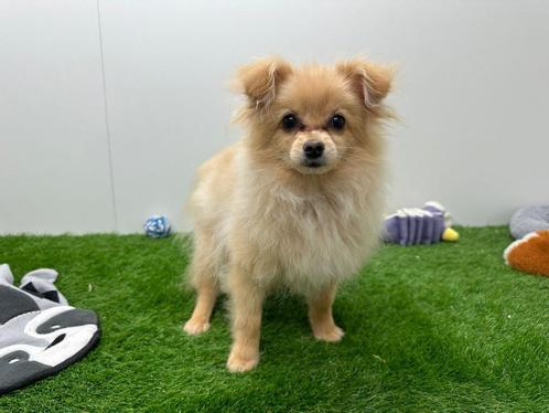 Dwergkees puberpups, Dieren en Toebehoren, Honden | Poolhonden, Keeshonden en Oertypen, Meerdere dieren, Keeshond, Fokker | Professioneel