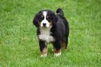 Berner Sennen pup te koop - teefje, CDV (hondenziekte), Teef, 8 tot 15 weken, Sennenhond