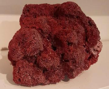 Vintage grote rode pijporgel koraal  beschikbaar voor biedingen