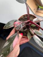 Philodendron Pink Princess, Ophalen of Verzenden