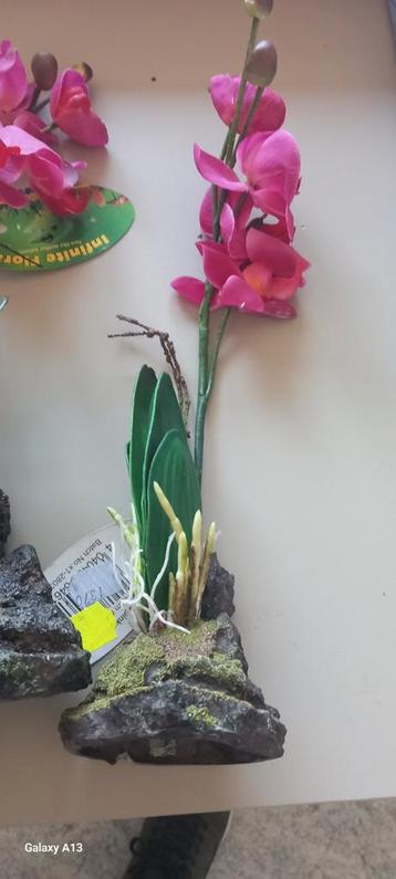 Orchidées Lucky Reptile roses 30 cm, Enlèvement ou Envoi, Neuf, Branche, Plante, Roche ou Pierre