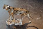 Guépard Mehira, Collections, Swarovski, Enlèvement