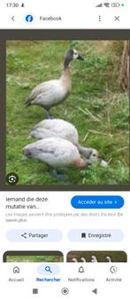 Zilverwitwangboomeend, Femelle, Canard