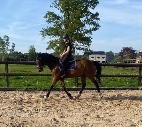 Super lief damespaardje, Dieren en Toebehoren, Paarden, Ruin, Z, 160 tot 165 cm, 11 jaar of ouder, Dressuurpaard, Met stamboom
