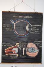 Prachtige antieke wandkaart het gezichtsorgaan, het oog, Enlèvement ou Envoi