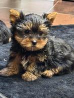 Yorkshire puppie, Dieren en Toebehoren, Honden | Chihuahua's en Gezelschapshonden, België, Overige rassen, CDV (hondenziekte)