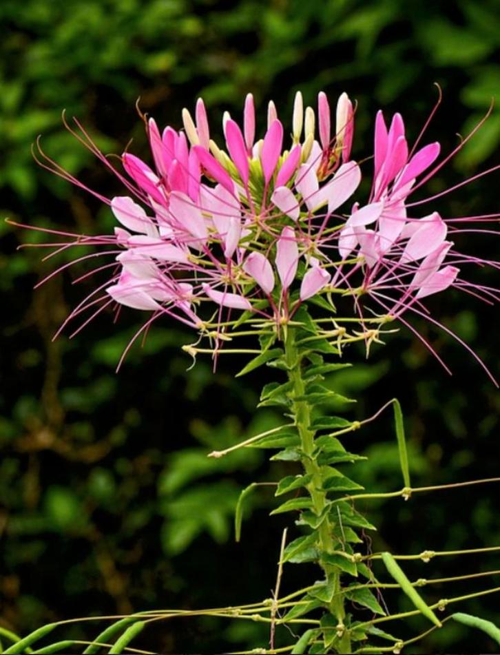 Kattesnor / zaadjes, Tuin en Terras, Bloembollen en Zaden, Ophalen