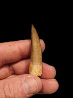 Dinosaurus tand plesiosaurus mauritanicus 4,6 cm., Verzamelen, Ophalen of Verzenden, Fossiel