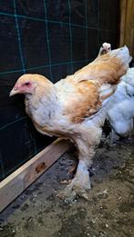 Brahma hanen, Dieren en Toebehoren, Pluimvee