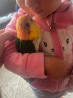 Super tamme caiques, Tam